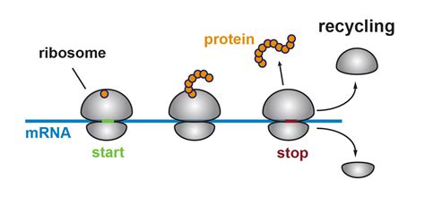 The translation of ferritin mrna is regulated by the supply of iron: Alert to biologists: Ribosomes can translate the ...
