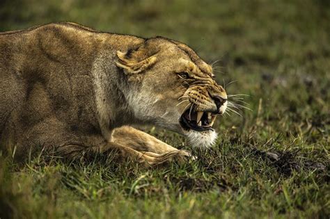 A Ferocious Snarl And A Formidable Reminder That A Lioness