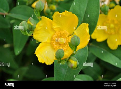 Rose Of Sharon Yellow Flower Bush Stock Photo Alamy