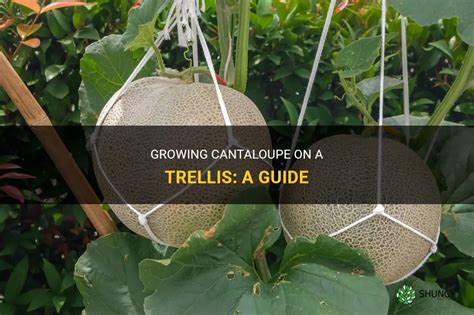 Growing Cantaloupe On A Trellis A Guide Shuncy