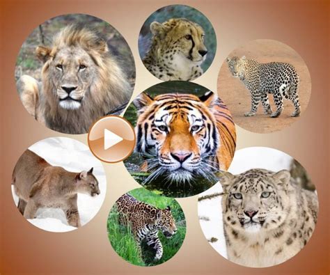 Felidae Species List By Genus Wild Cat List By Genus