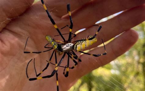 5 Of The Biggest Spiders Living In South Carolina The State