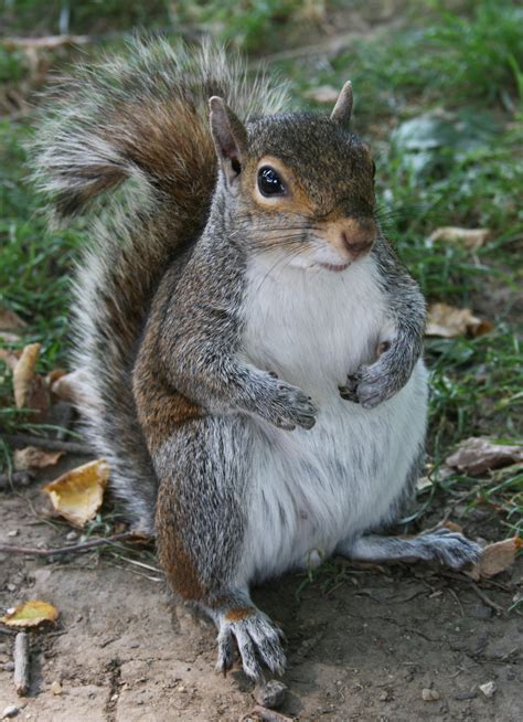 Filecommon Squirrel