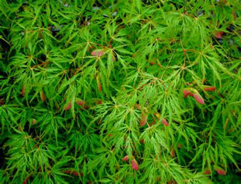 Acer Palmatum Dissectum Waterfall Green Cutleaf Japanese Maple Kigi Nursery