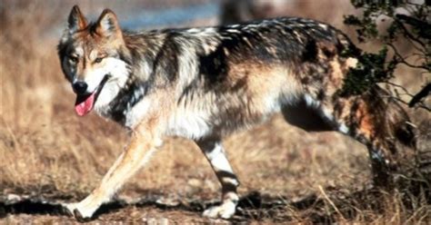 Usfws Mishandles Mexican Wolf Program Grand View Outdoors