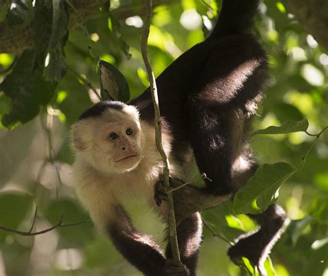 En Panamá Los Movimientos De Los Monos Se Explican Por La Estructura