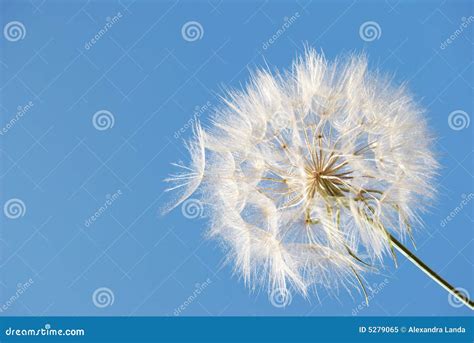 Dandelion Stock Image Image Of Wind White Beauty Summer 5279065