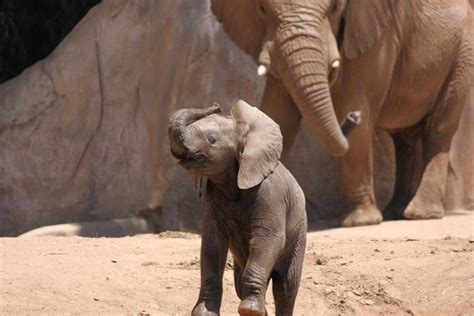 21 Cute Baby Elephant Pictures Amazing Creatures
