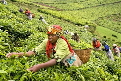 Tea Farmers Harvesting At A Farm