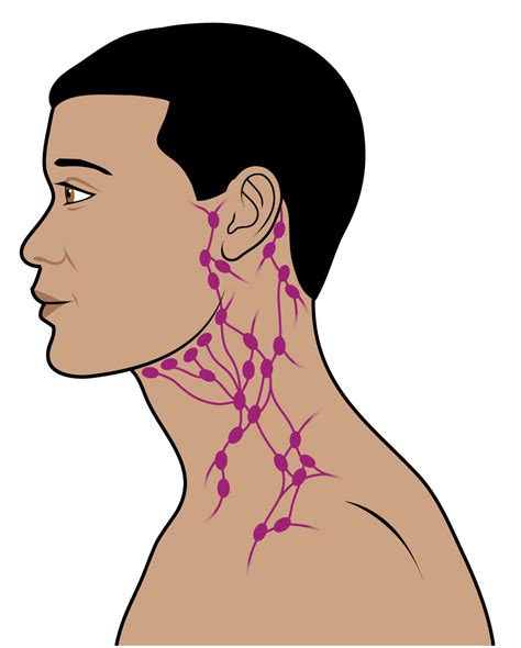 Lymph Nodes On Back Of Head Networkinglokasin