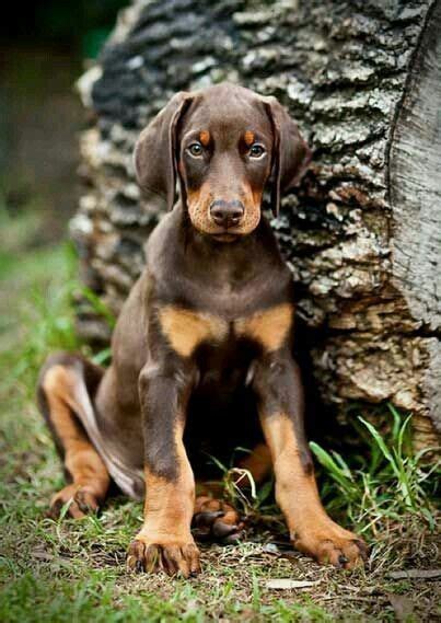 doberdor breed information health appearance personality cost