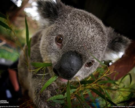 Koala Australian Animals Wallpaper 33682512 Fanpop