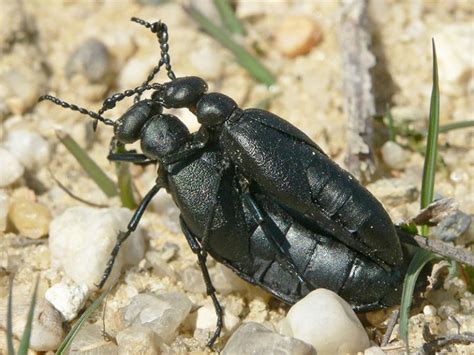 Meet The Blister Beetles The Marthas Vineyard Times