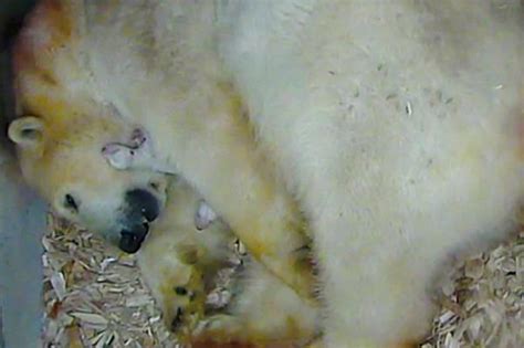 Polar Bear Gives Birth In Munich Zoo With Photos And Video