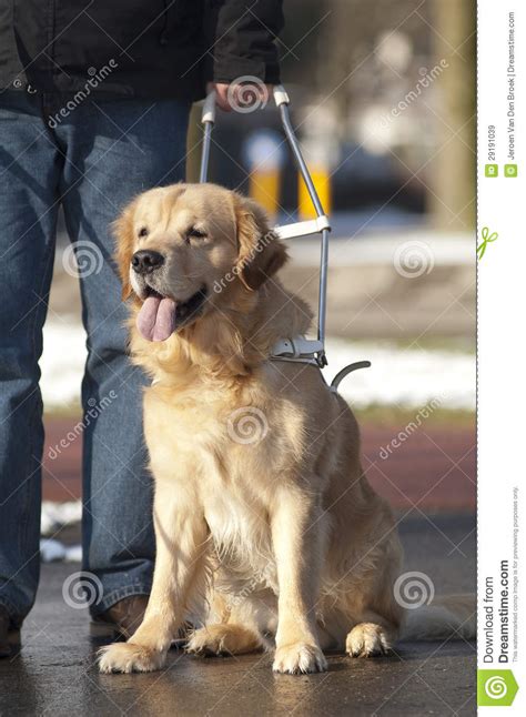 How to help a blind dog adapt. Guide Dog Is Helping A Blind Man Stock Image - Image of ...