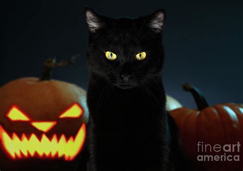 Portrait Of Black Cat With Pumpkin On Halloween Face Mask For Sale By