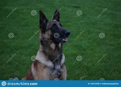 Dog Dog Breed Dog Like Mammal Old German Shepherd Dog Picture Image