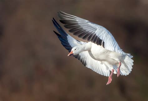 Snow Goose Audubon Field Guide