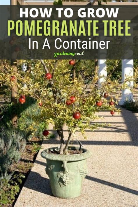 How To Grow Pomegranate Tree In A Container