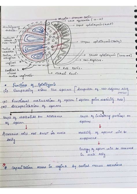 Chapter 3 Human Reproduction Class 12 Biology Notes For Cbse Board And