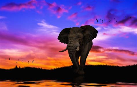Art Elephant Wallpapers Top Free Art Elephant Backgrounds