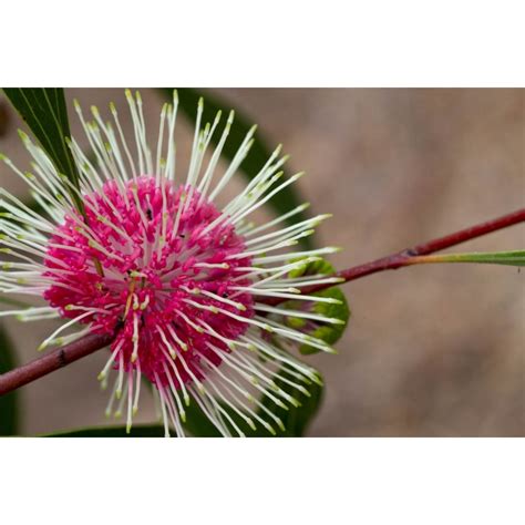 Hakea Laurina