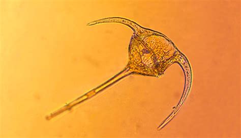 Parallelogrammon hensen, 1911 (uncertain) variety ceratium tripos var ceratium tripos (o.f.müller) nitzsch, 1817. Ceratium tripos - Livet i Havet