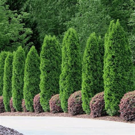 Emerald Green Arborvitae Spacing And Growth Rate