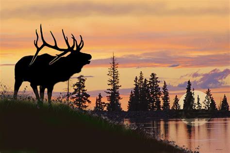 Silhouette Elk Lake Sunset Reflections By Dale Jackson Silhouette