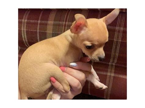 15 Weeks Old Tiny Teacup Chihuahuas Cincinnati Puppies For Sale Near Me
