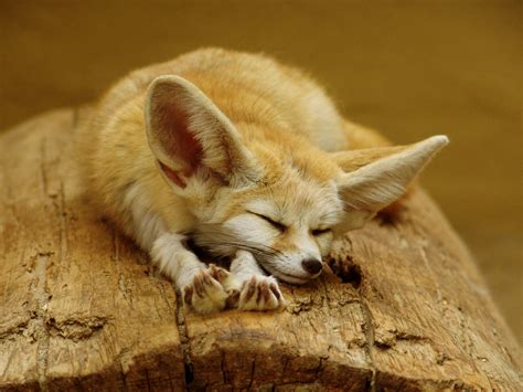 Sleeping Fennec Fox Desktop Wallpaper 42129 Baltana