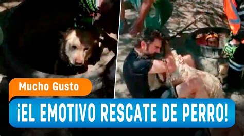 El Emotivo Rescate De Perro En Alcantarillas Mucho Gusto 2018 Youtube