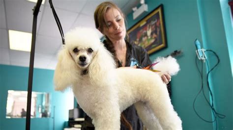 Learn how to cover the basics to keep your pooch happy and healthy. Peterborough dog groomer places at Toronto competition ...