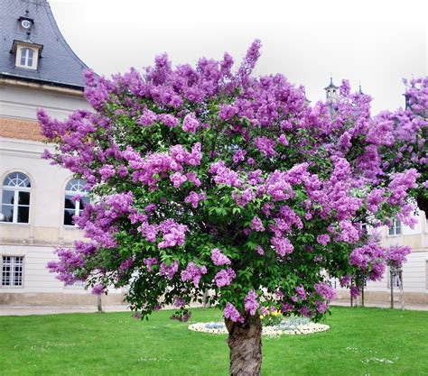Lilac Tree Common Ornamental · Free Photo On Pixabay