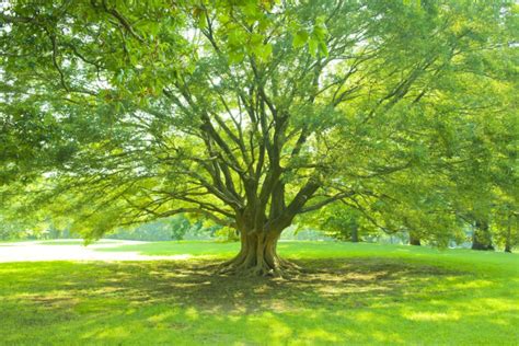 Leafy Shady Trees Twin Rivers Tree Service And Landscaping