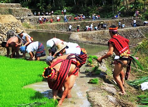 Rice Rituals Ifugao Community Heritage Galleries
