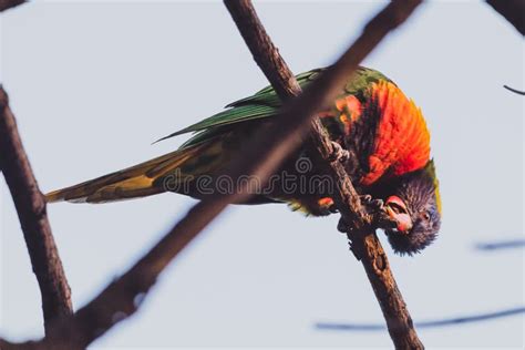 Colorful Australian Native Rainbow Lorikeet Parrots Up A Tree Stock