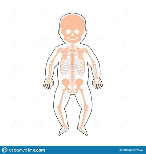 Internal Structure Of Baby Body Stock Vector Illustration Of