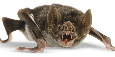 Vampire Bats Yes Its Real 6 Creepy Facts Pestwiki