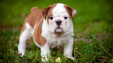 Our olde english bulldogge puppies are happy, healthy and socialized. Beautiful Bulldog Images Pictures With Puppies Wallpapers
