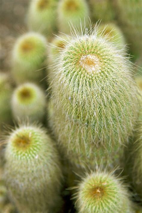 Cactus Cacti Green Free Photo On Pixabay Pixabay