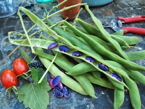 Rumteas Hobbies Scarlet Runner Bean Harvesting
