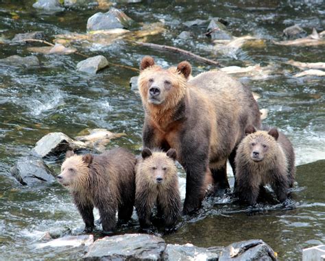 Grizzly Bear With Triplets Photo