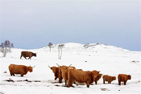 Highland Cow In The Snow Stock Photo Image Of Aberdeen 8292120