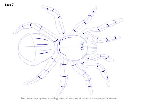Step By Step How To Draw A Trapdoor Spider