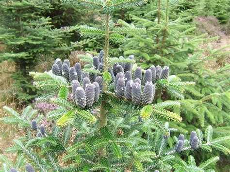 Trees Shrubs And Conifers Korean Fir 1 By Resin
