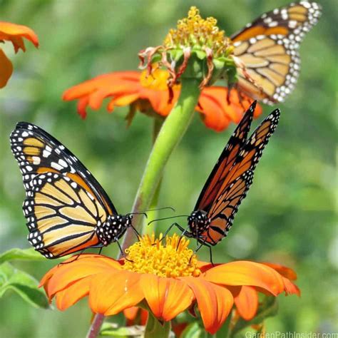 40 Beautiful Plants That Attract Monarch Butterflies To Your Garden