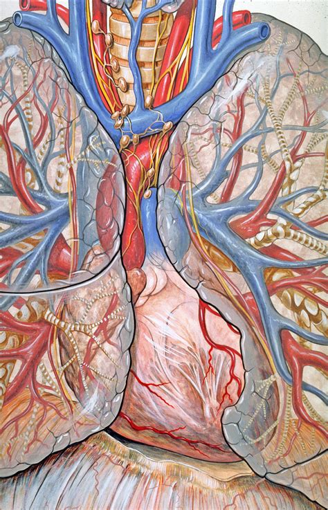 The pec major) is the one that commands the most real estate. Bestand:Mediastinum anatomy.jpg - Wikipedia