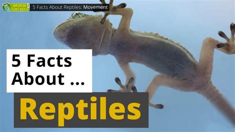 All About Reptiles 5 Interesting Facts Animals For Kids