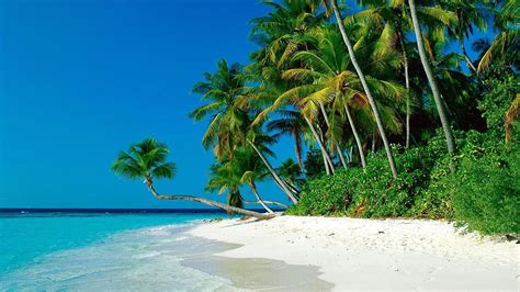Green Coconut Tree Beach Nature Tropical Palm Trees Sea 1080P